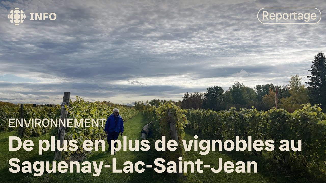 Produire du vin au Saguenay–Lac-Saint-Jean, est-ce possible?