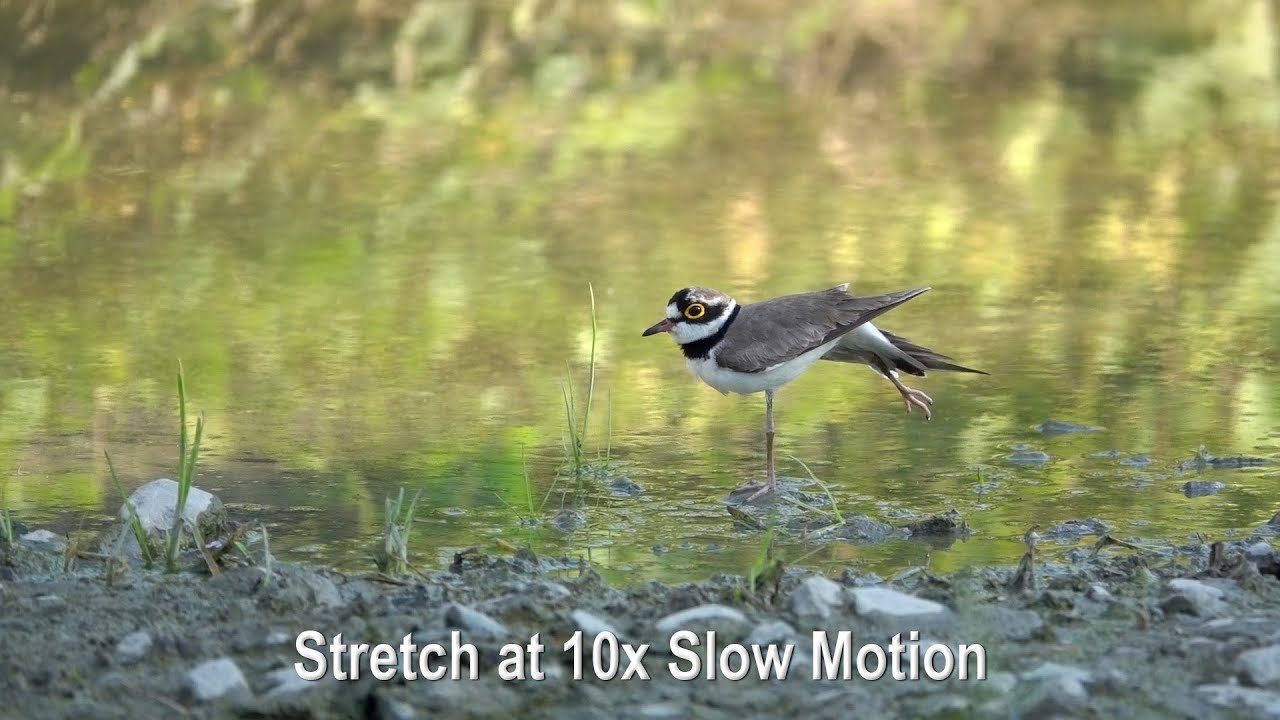 Plover Stretch at 10x Slow Motion (RX10 IV)