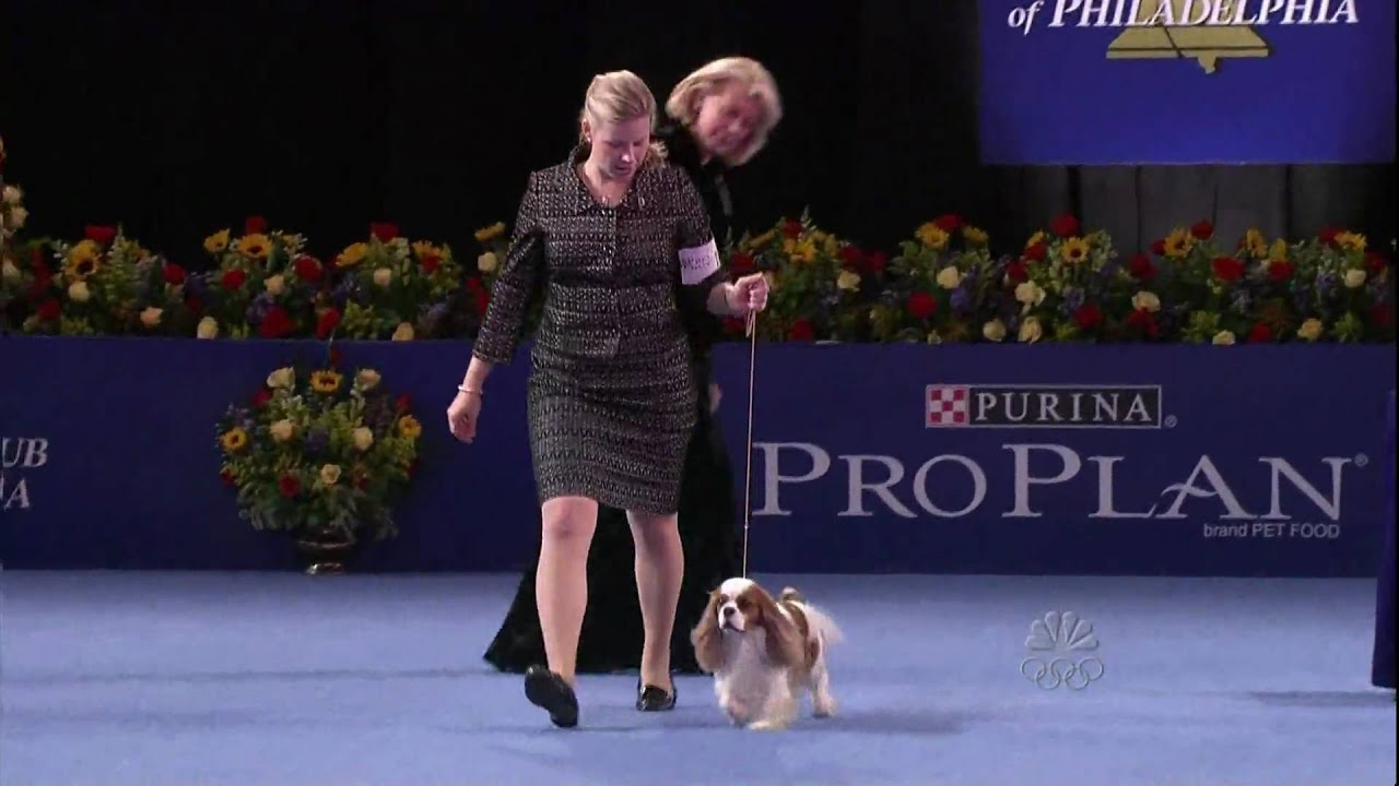 Nat'l Dog Show-Cavalier King Charles Spaniel 11.26.09