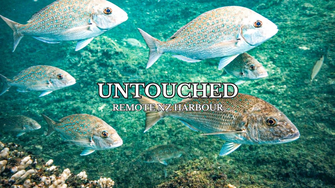 Spearfishing One of NZ’s Last Untouched Fisheries