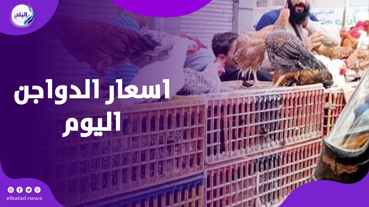 قبل رمضان ... أسعار جوز الحمام والفراخ البيضاء في الأسواق