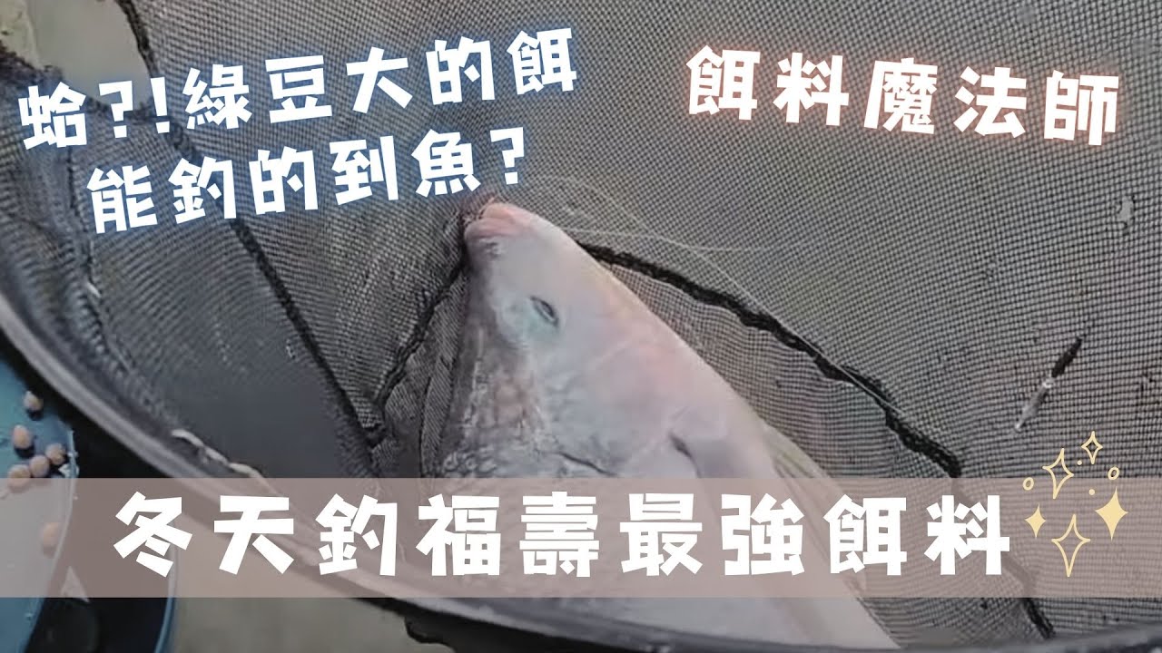 魚戰釣具-冬天釣福壽最強餌料