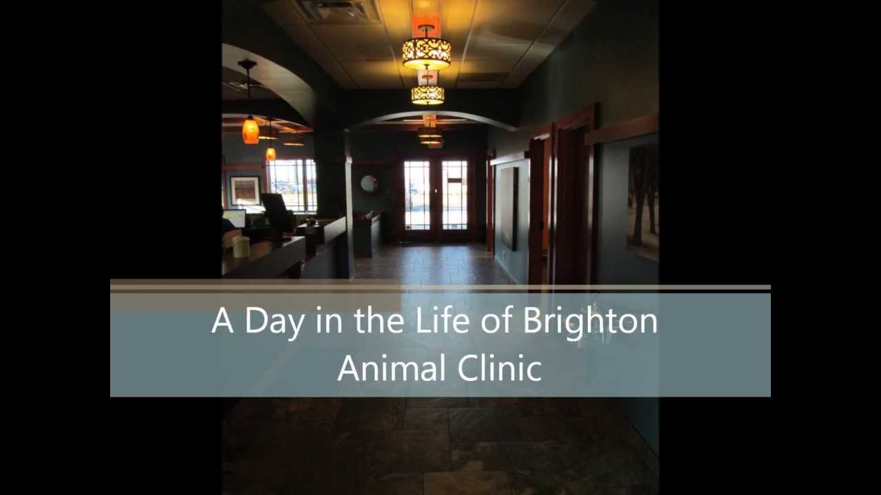 Brighton Animal Clinic Tour