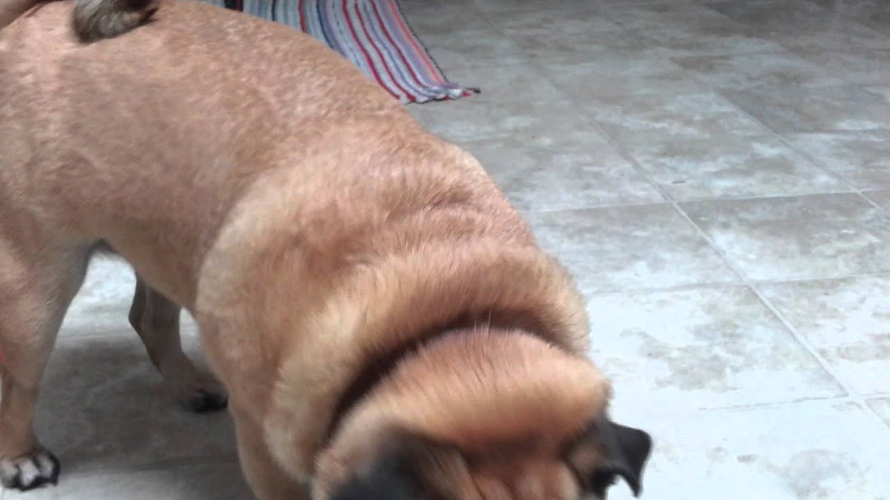 Pug coughs after bark