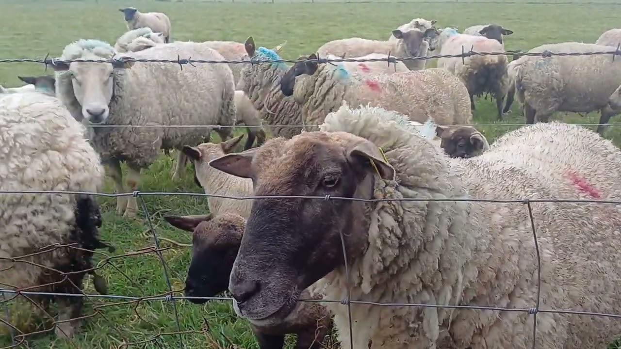Songs  natural. sheep in the pasture #ireland #songs