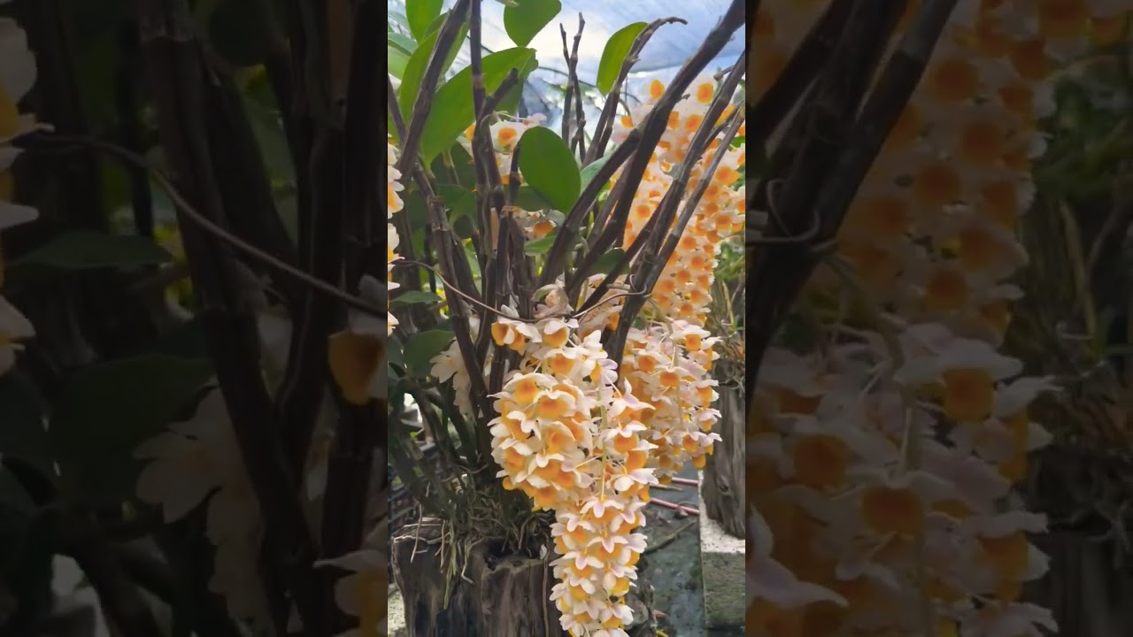 dendrobium blooming orchid plants put them at the backyard so beautiful #plants