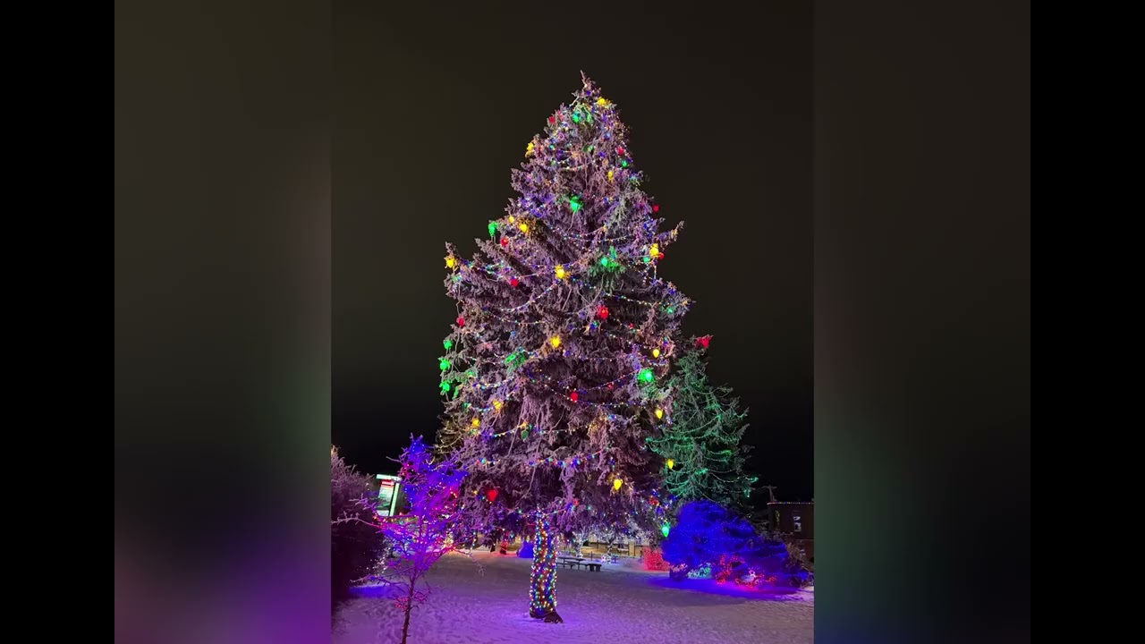 Frosty January Photos with Christmas Lights in The Park. 