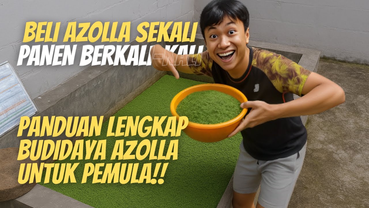 Dari Ember Kecil Bisa Panen Sebanyak Ini?! Panduan lengkap cara budidaya azolla tanpa ribet dirumah!