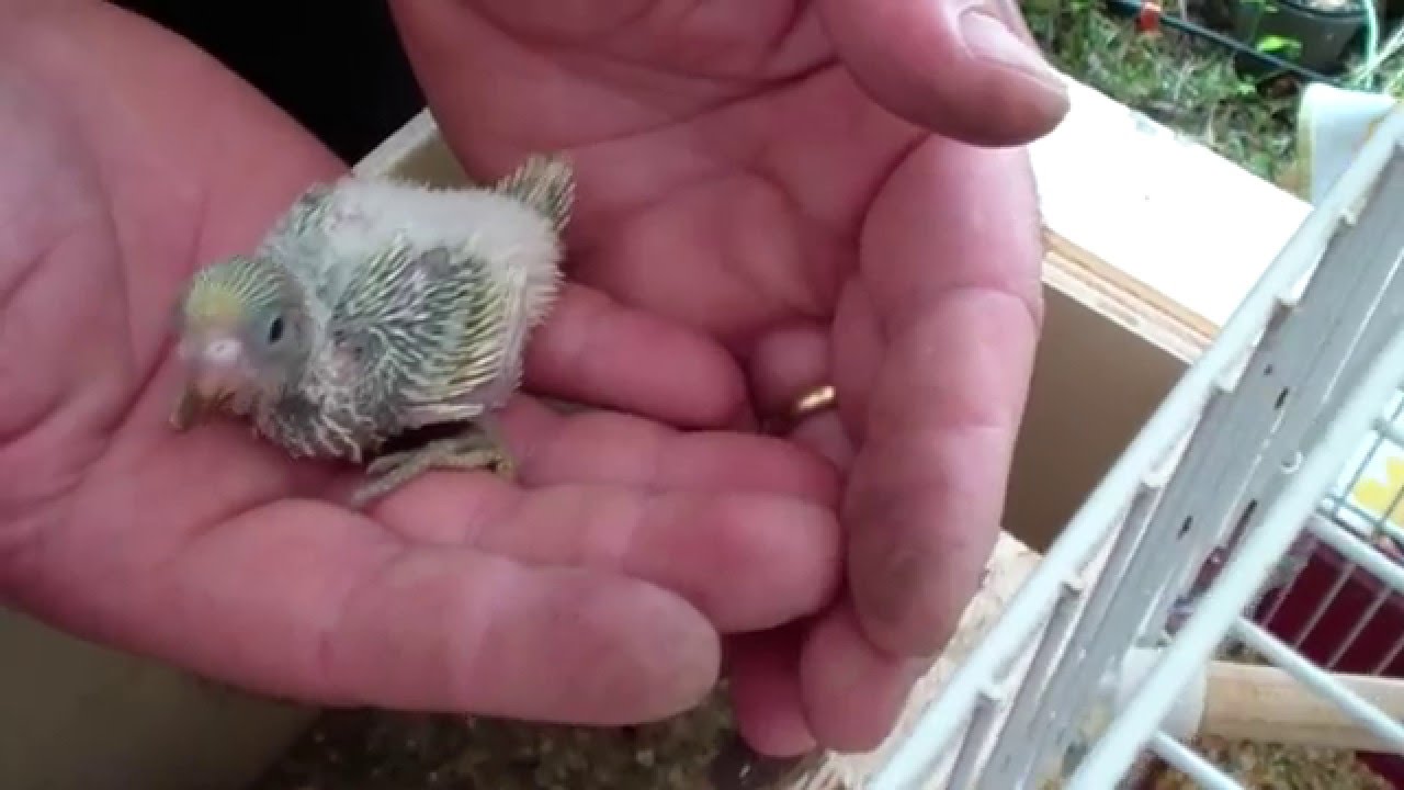 Pulli di Cocorita - Primi 15 giorni - Budgie: First 15 days