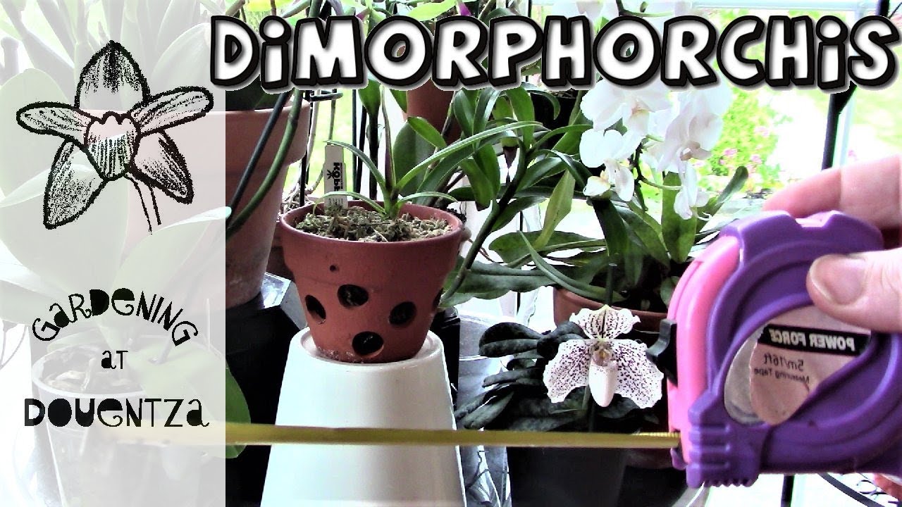 Rare Orchid, Dimorphorchis lowii - 2 year update