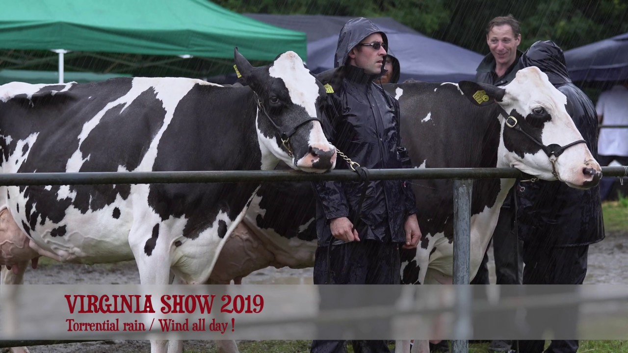 A wet day in County Cavan Ireland.Virginia Show 2019.The Baileys Dairy Cow Championship. 4K