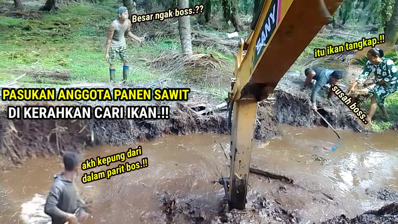 Kalau boss perempuan sudah angkat suara anggota panen sawit semua di kerahkan buat cari ikan