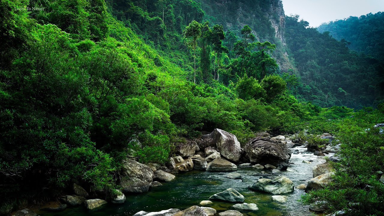 Soothing sounds of the forest. Birds Chirping. Babbing Brook. Nature Sounds. Relaxing forest. ASMR