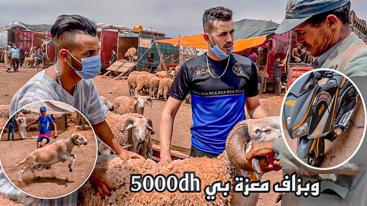شرينا حولي بي...... 🐑هزيناه ف Tmax طحت انوياه😮