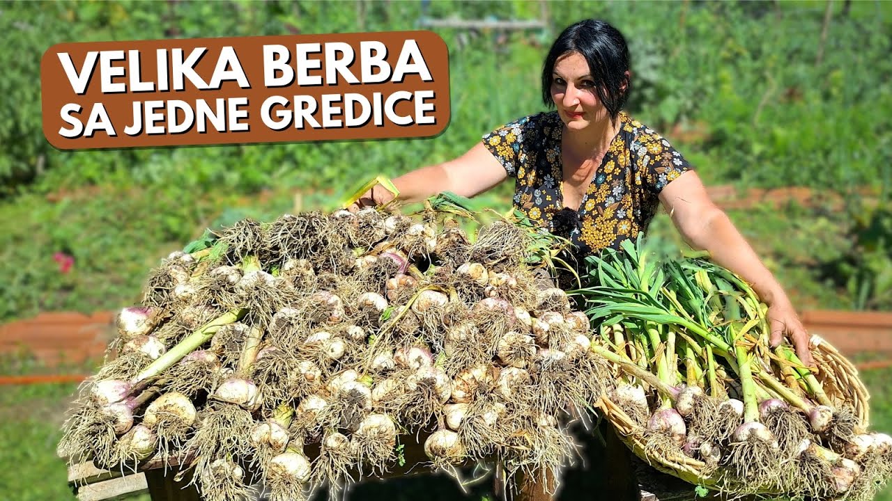 Что сажаем ПОСЛЕ чеснока?