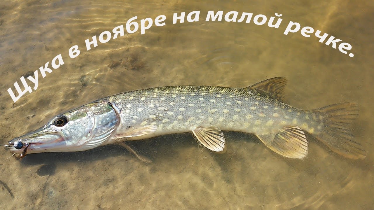 Ловля щуки в ноябре на р.Волчья.