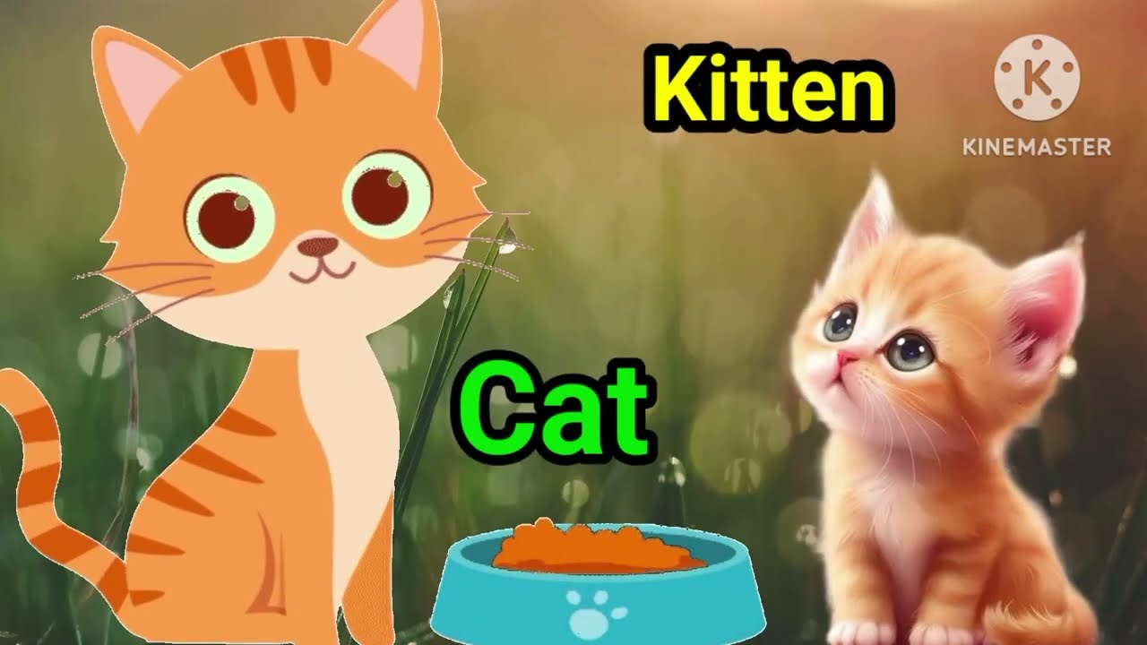 Baby animals #nursery #kg #gk #learningzone #littlestepslerningzone #nursery #Kg #parents #parenting