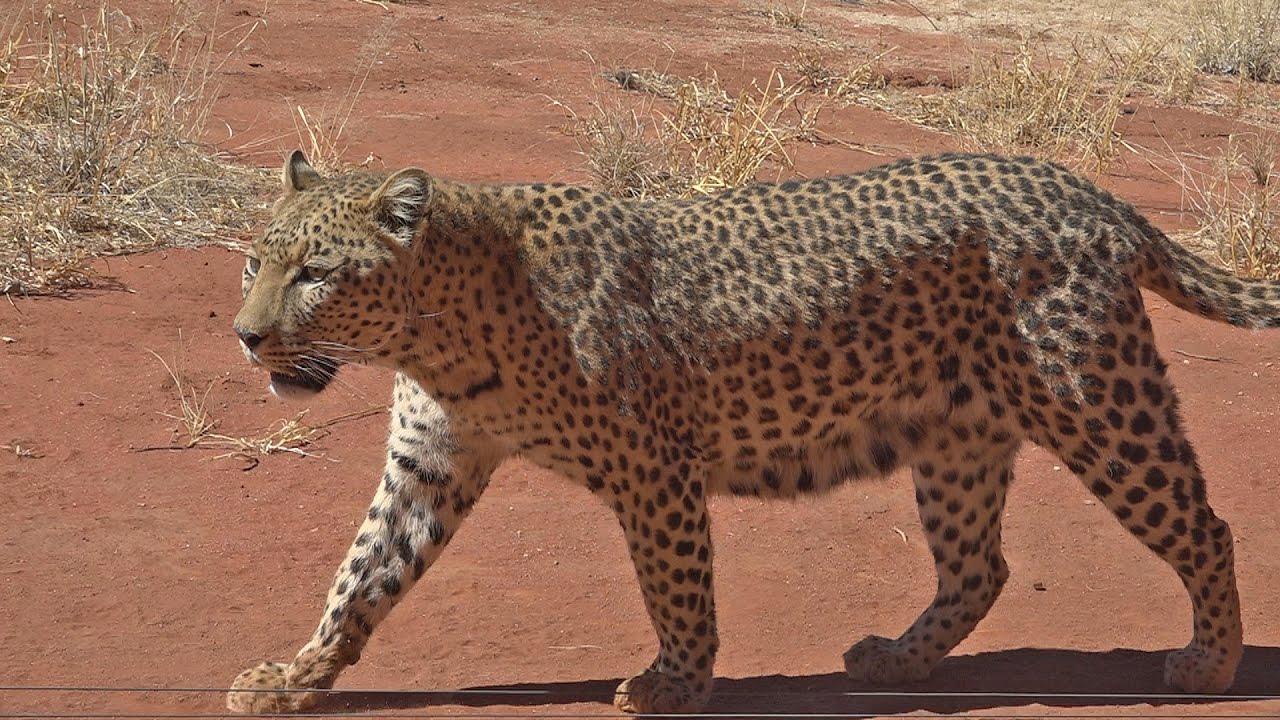 Namibia 2016 -  A visit to the Africat  Foundation (Okonjima)