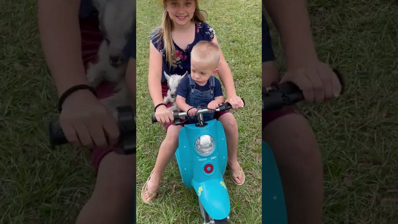 Goat going for a ride ☺️ #cute #friends #farm #kids #Farmlife