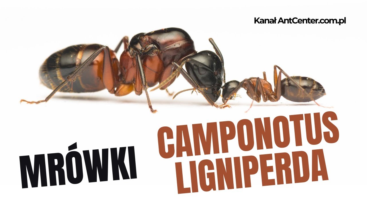 AntCenter- filmik o Camponotus ligniperda ( Gmachówka drzewotoczna)