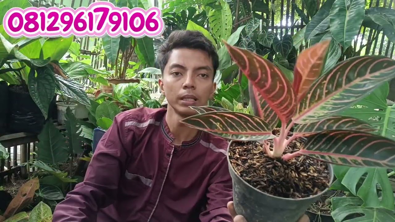 PROMO BUNGA HIAS MURAH BISA COD