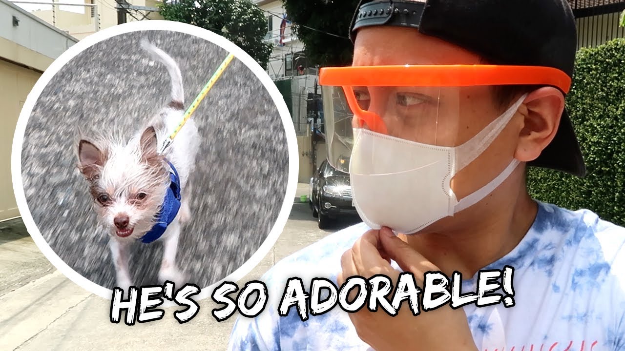 My Dog's First Walk Outside | Vlog #966