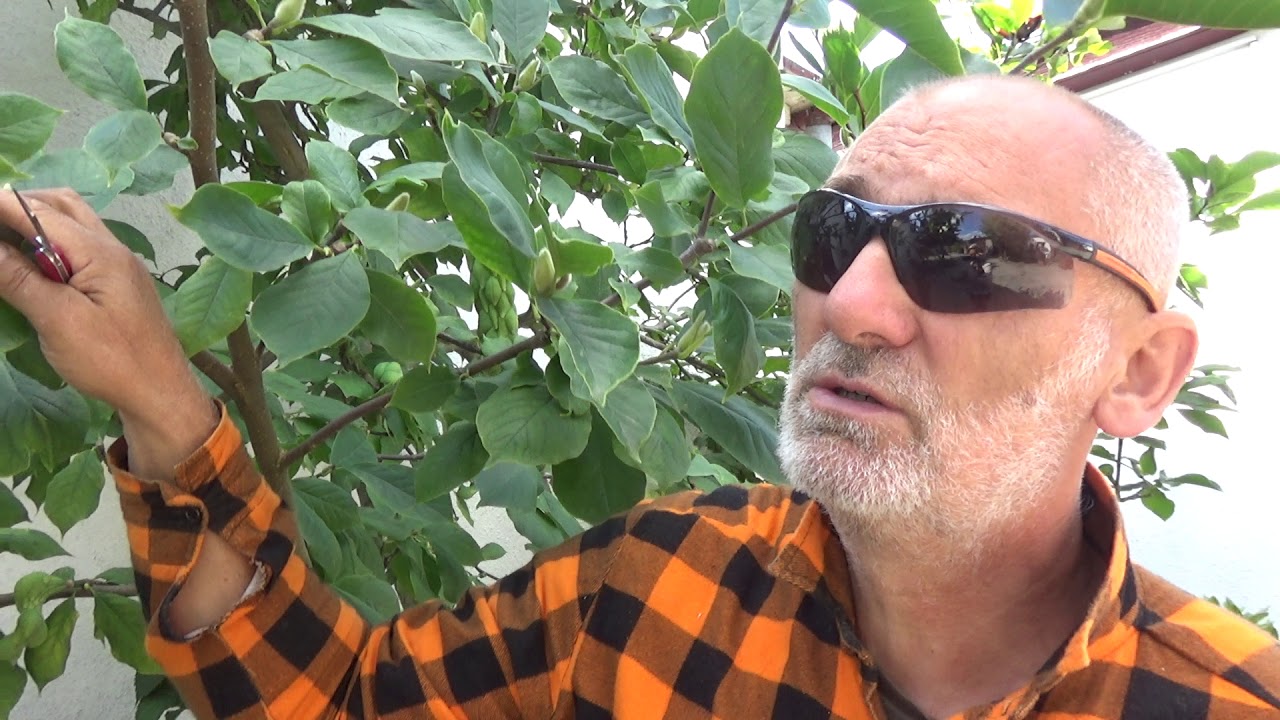 Co dolega mojej Magnolii i R&oacute;żanecznikowi?