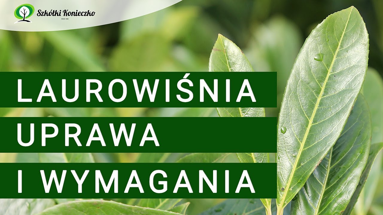 Laurowiśnia - Uprawa, Wymagania, Odmiany (Prunus laurocerasus). Laurowiśnia na Żywopłot Zimozielony