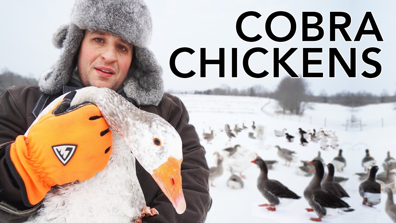 Everything I Know About Raising Geese