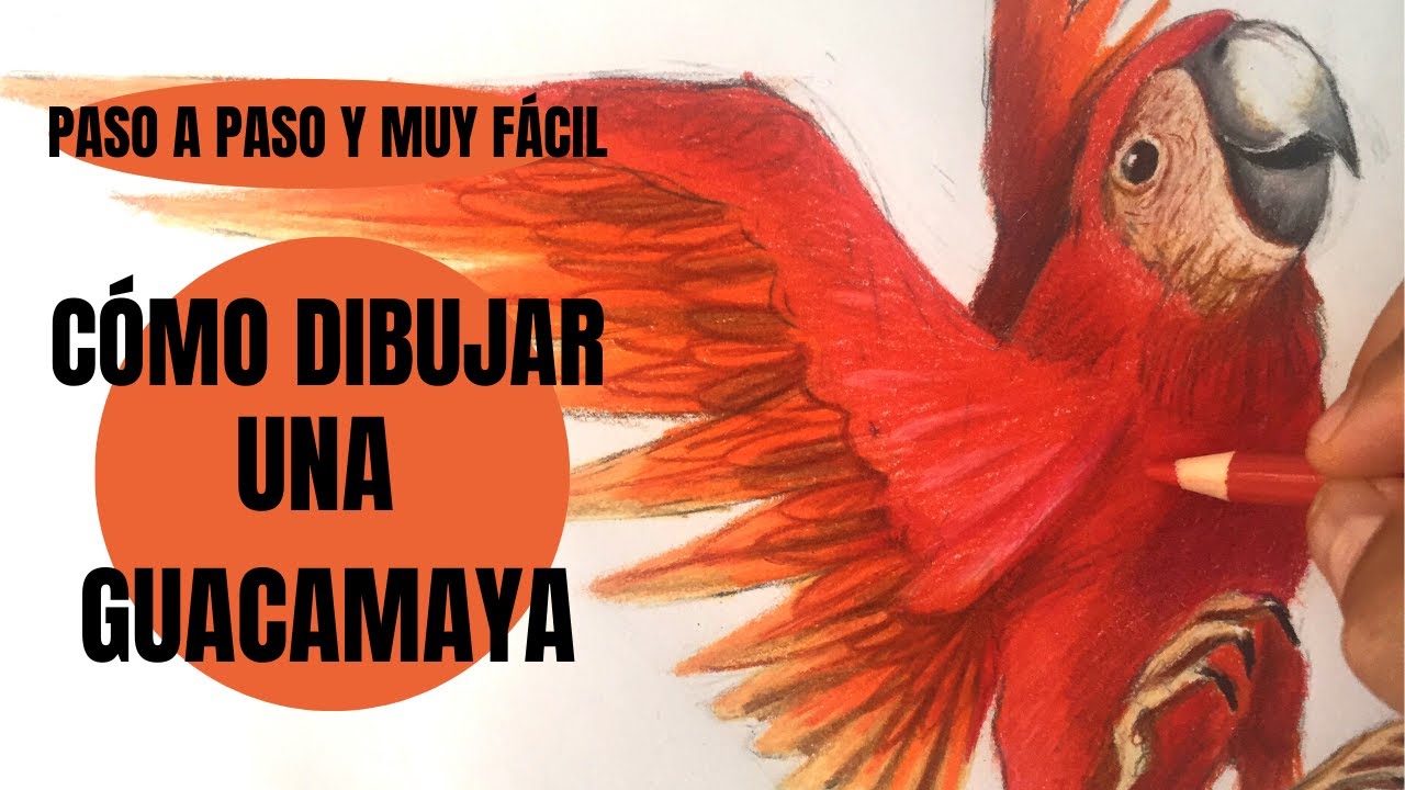 😱Te digo Cómo se Dibuja Una Guacamaya mexicana roja realista Paso a Paso ¡Muy fácil! ✍🦜