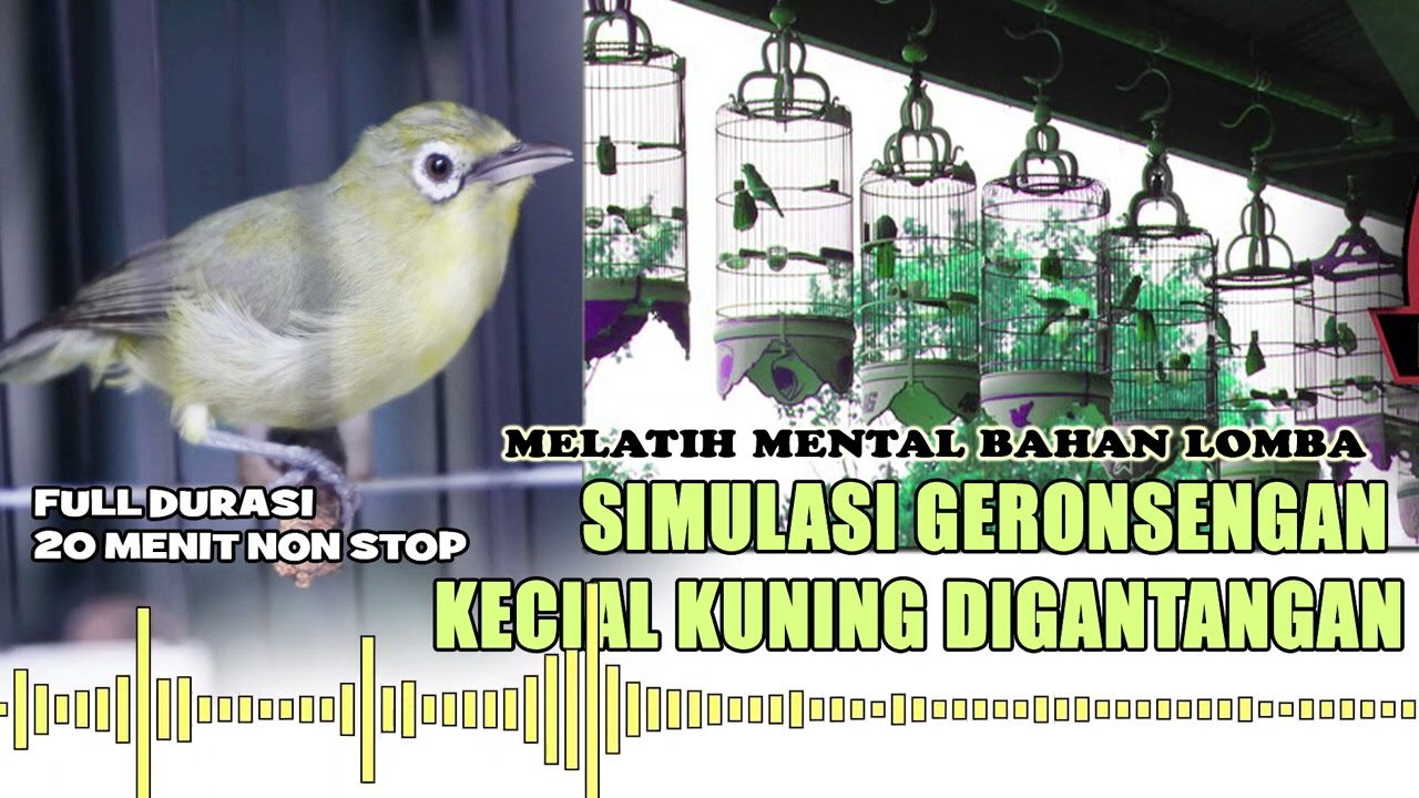 GERONSENGAN LOMBA KECIAL  AUDIO TERBAIK MELATIH MENTAL KECIAL KUNING  VIRAL 2022 KECIAL KUNING NTB
