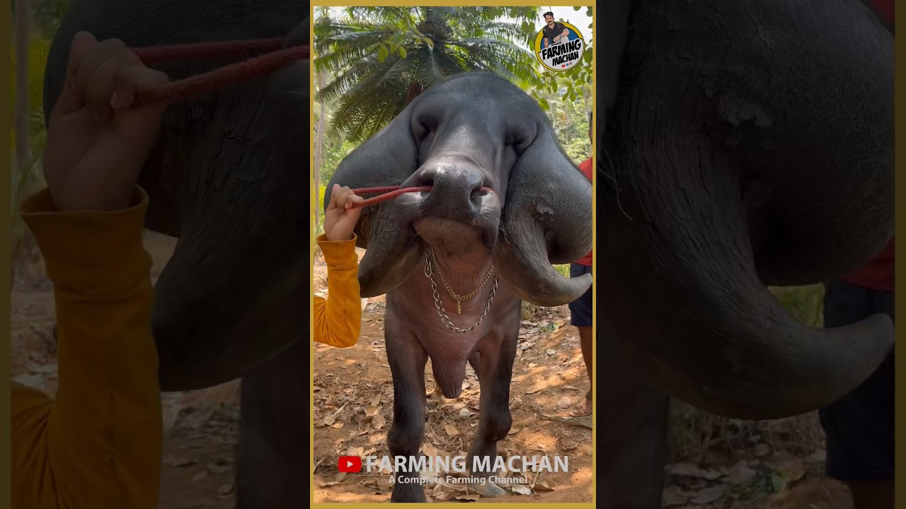 #kuttikarshakan KATTAPPA JAFRABADI BUFFALO | Variety rare breed