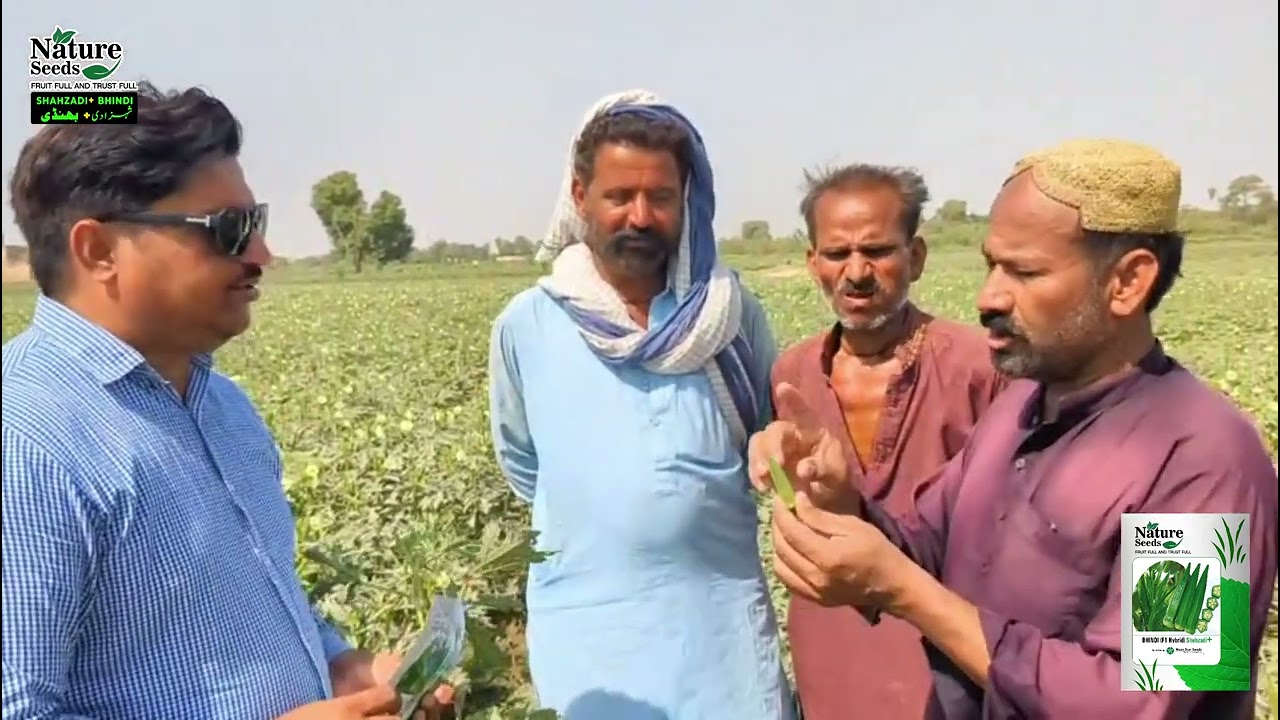Bhindi Shazadi F1 Hybrid | Farmer Review & Shandar Results!