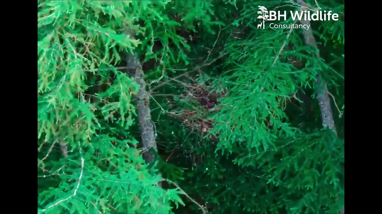 Buzzard Nest | BH Wildlife Consultancy