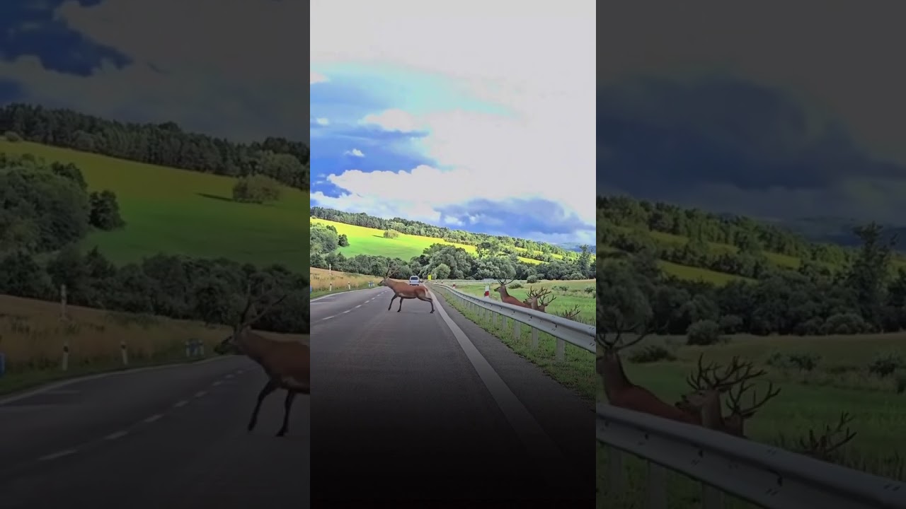 &Scaron;of&eacute;r pri Bardejove natočil ako mu priamo pred kapotou cez cestu sk&aacute;če st&aacute;do jeleňov