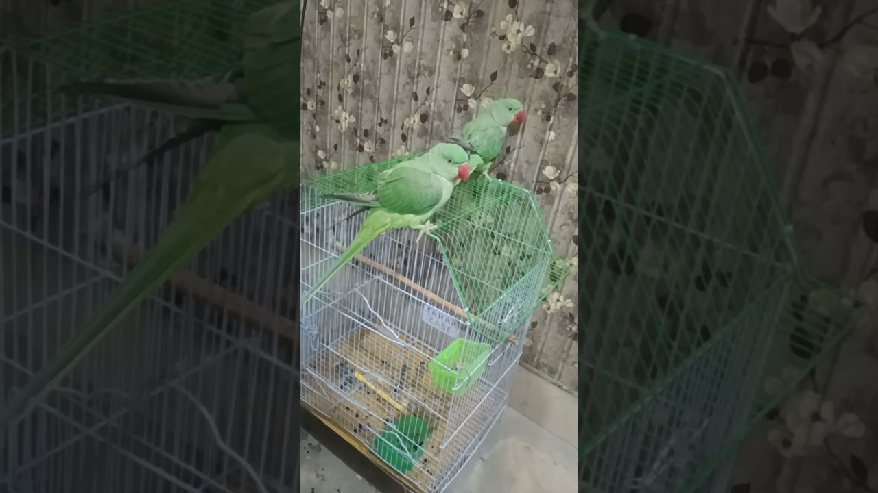 Parrot Natural Sound