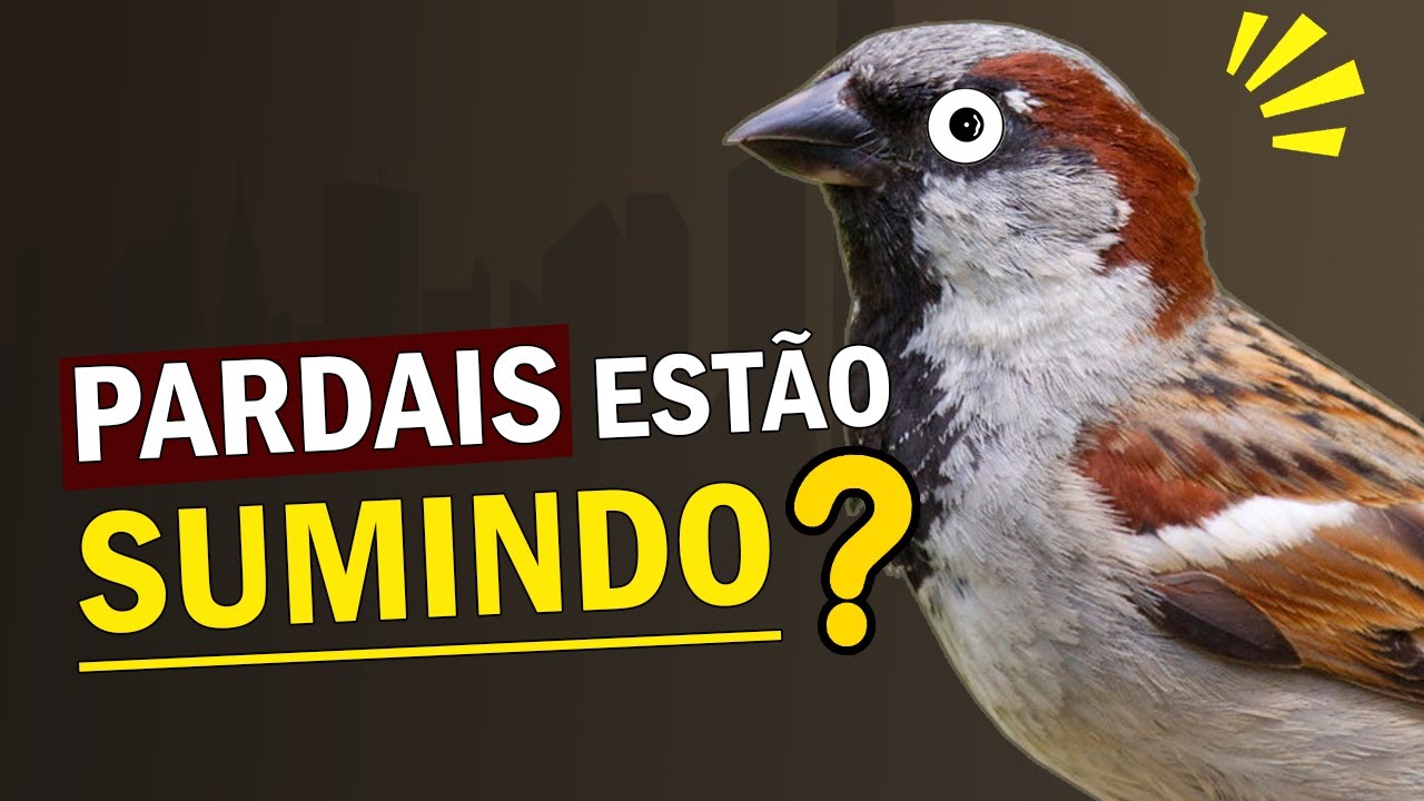 PARDAL est&aacute; desaparecendo das cidades? Em extin&ccedil;&atilde;o? Qual o motivo do decl&iacute;nio ou sumi&ccedil;o dos pardais?
