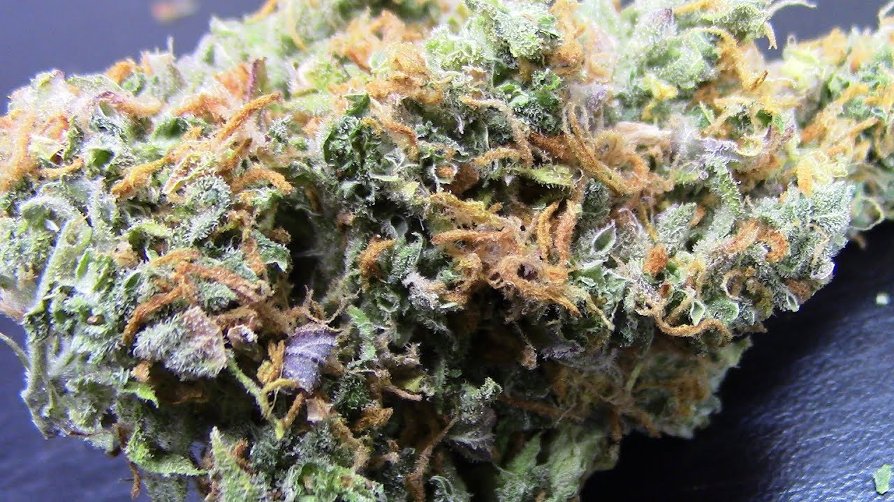 S8:E7 Dr.Krippling SuperSkunk autoflower cannabis weigh in