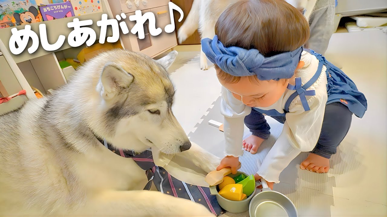 お世話大好きな１歳児とハスキー犬のおままごとを観察してみたら...