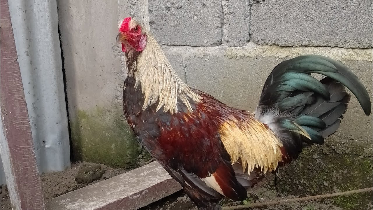 My Farm update 