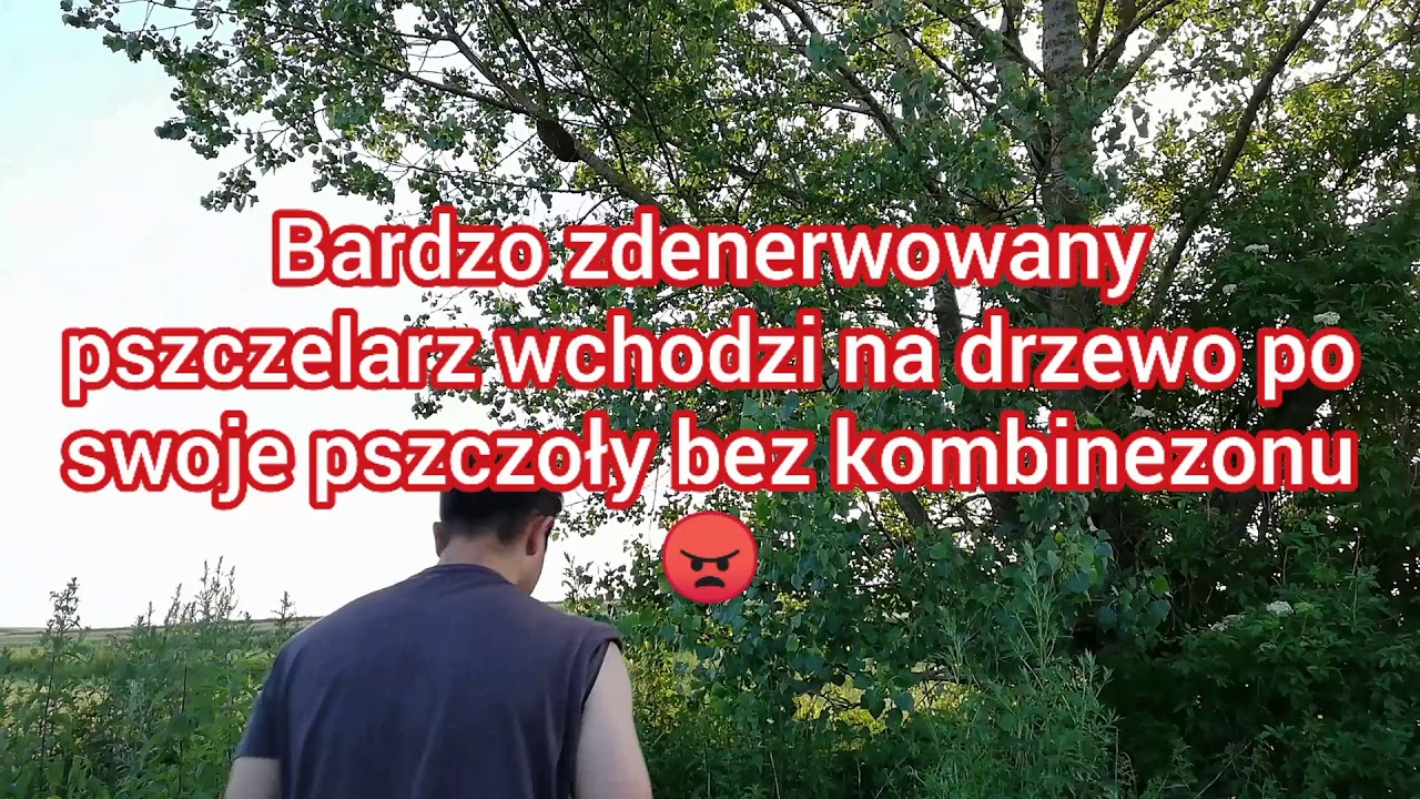 Jak pszczelarz ściągnął rój z drzewa.