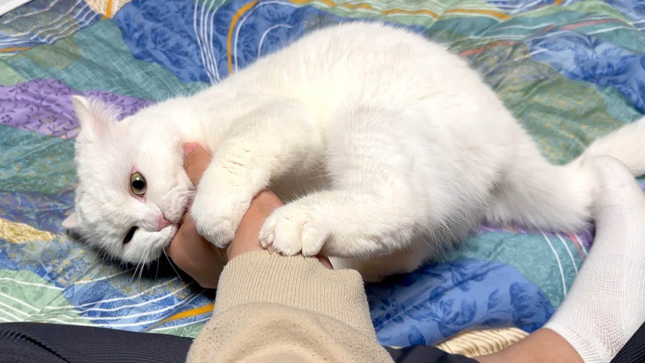 １日家を空けたら、寂しがりの猫に手をズタズタにされました…。