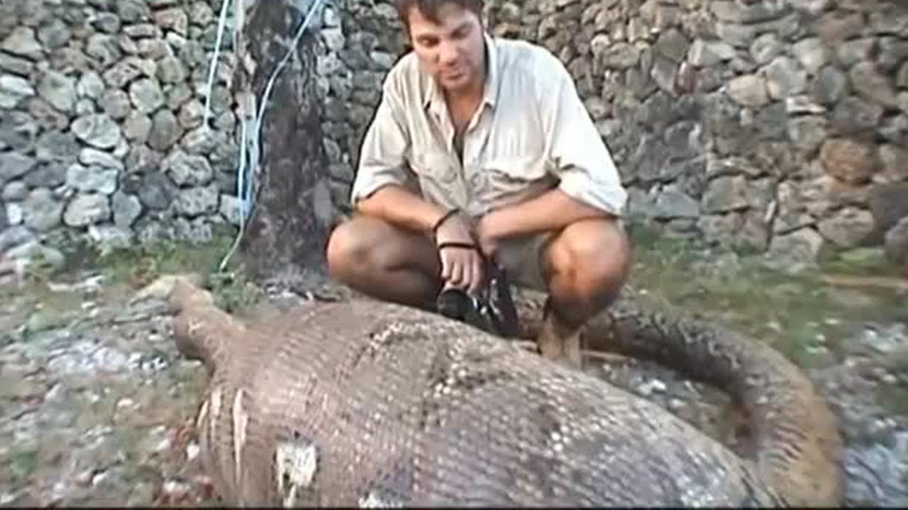 Python Dissection: Boar Eaten Whole! | Ultimate Killers | BBC Earth