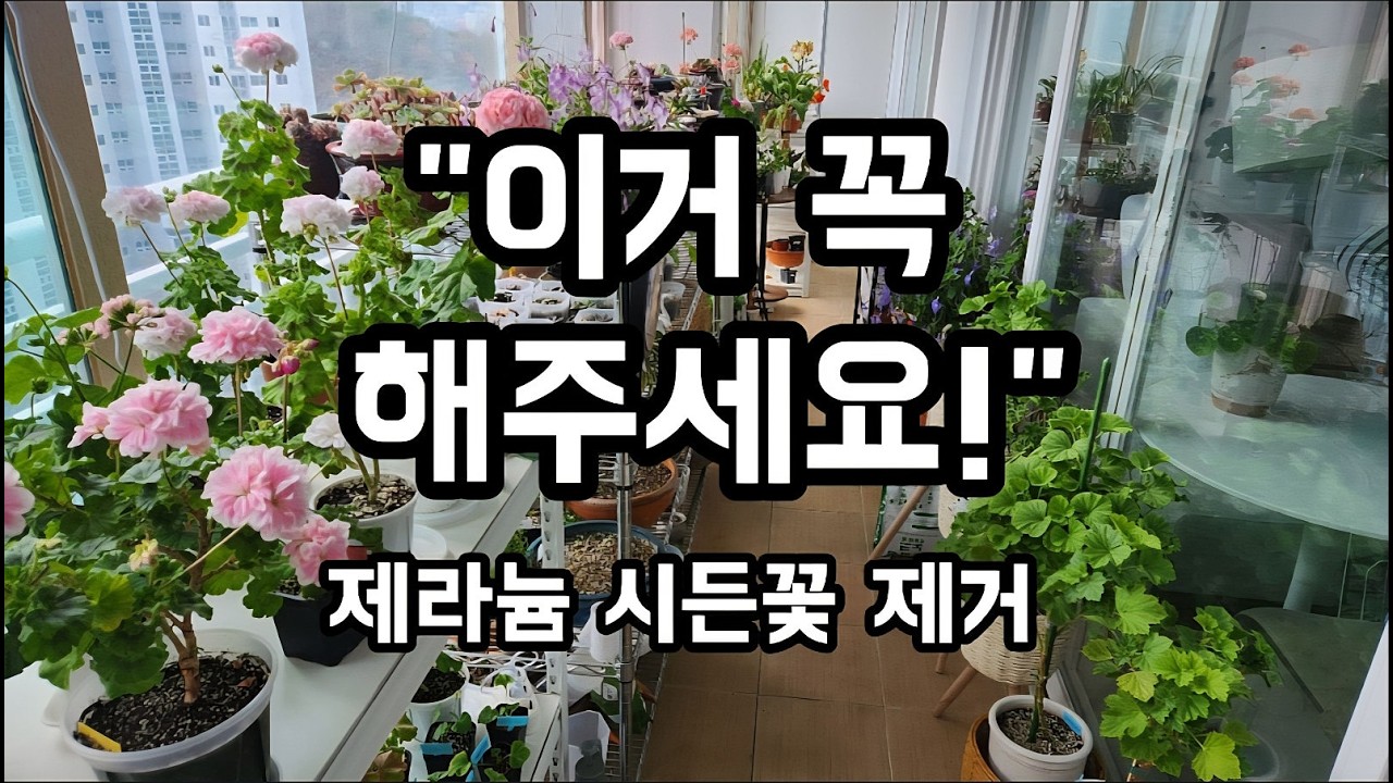 제라늄 사랑초 시든잎과 꽃 정리, 봄꽃 앵초 비올라, 다육이 병충해 예방까지