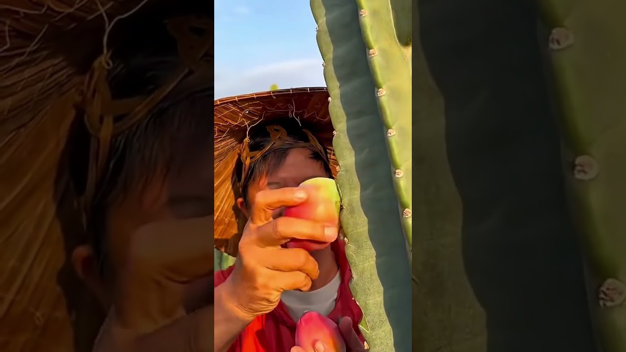 Harvesting ripe cactus fruit carefully and safely