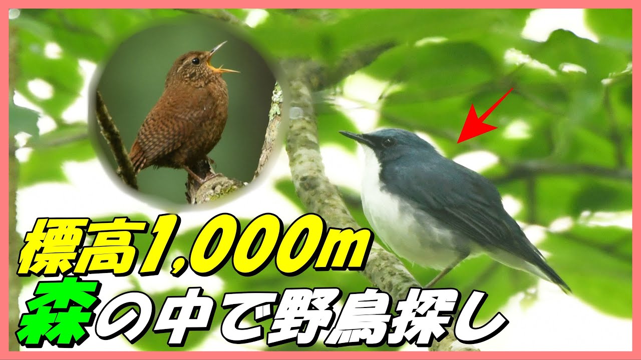 【夏の野鳥観察】コマドリ、コルリを探して森に入っていくと..
