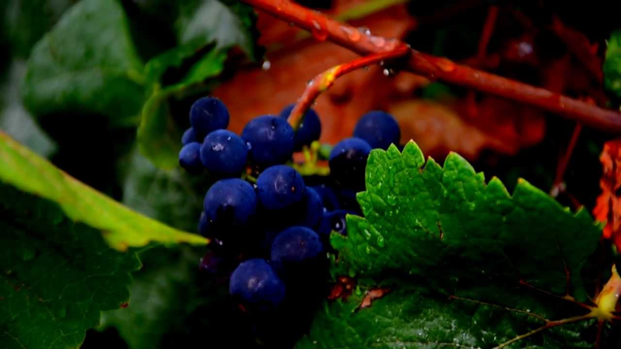 San Francisco Bay Area Wine Harvest_ Around the Bay in Great Grapes.mp4