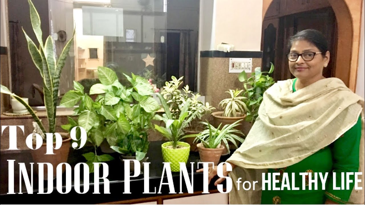 Indoor Plants for BEDROOM,BALCONY, HELPS BETTER SLEEP&PURIFIES AIR