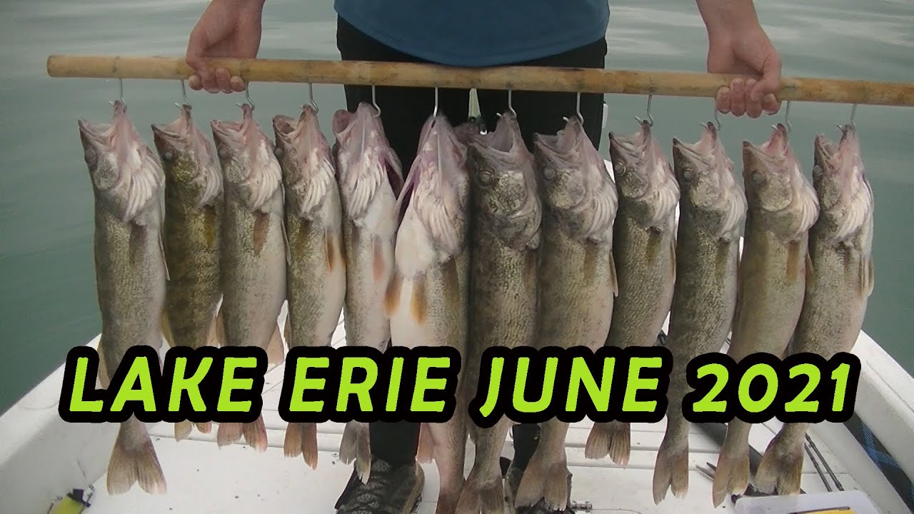 Lake Erie June 2021 WALLEYES!! Kelley's Island area