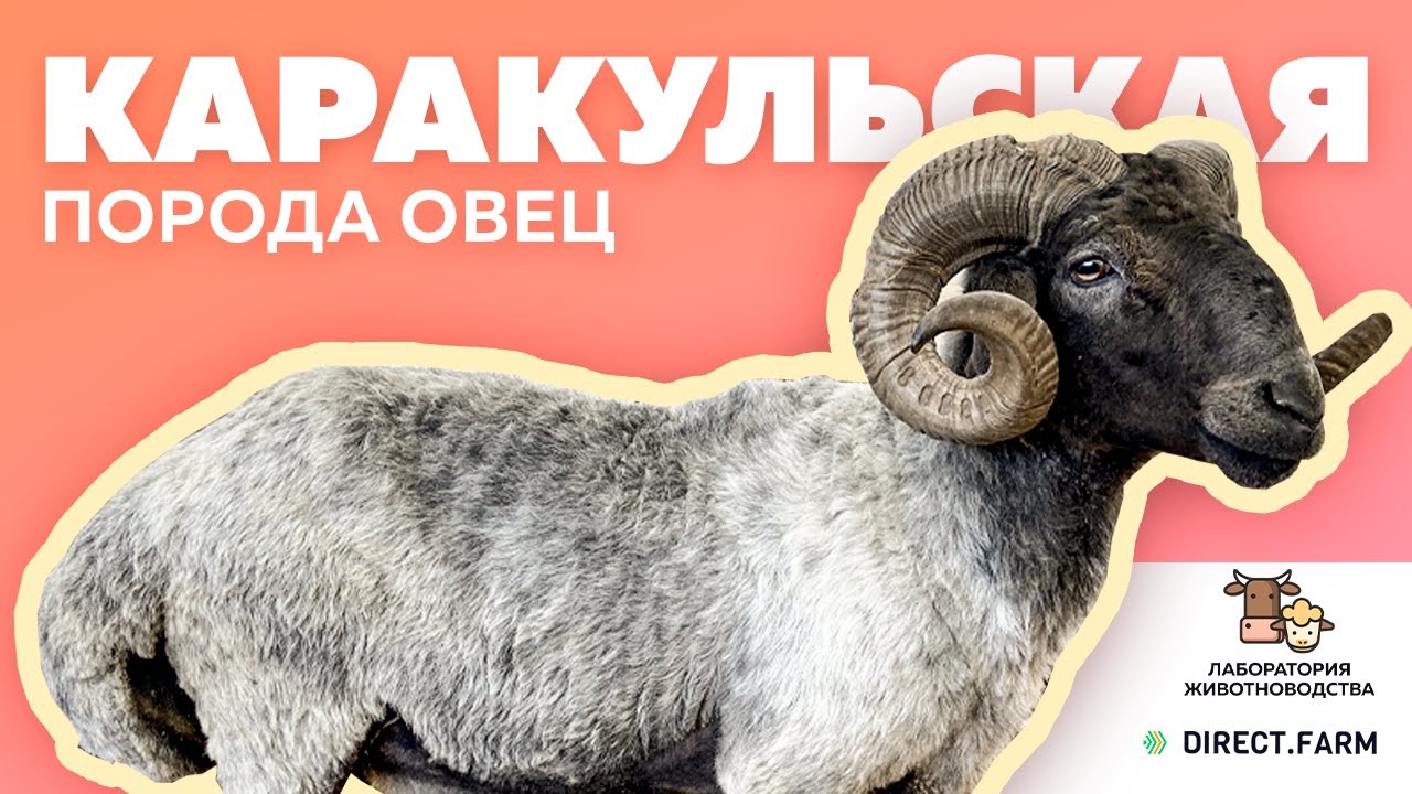 Каракульская смушковая порода овец
